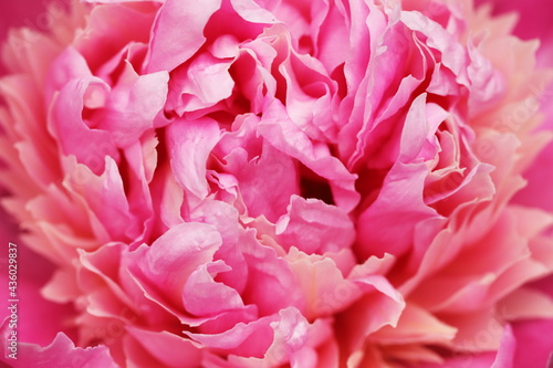 Pink peony flower with a light center close up