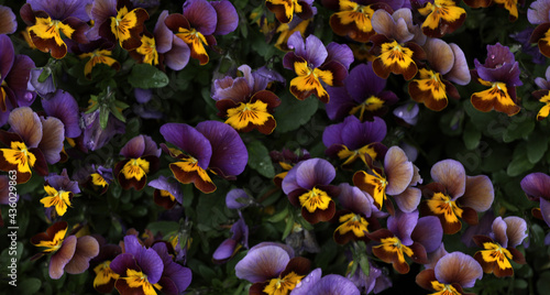 Violet viola blooming in the garden
