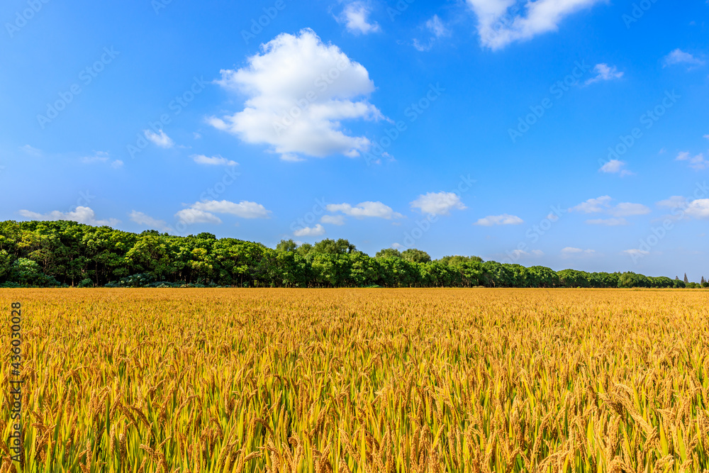 Ripe rice on the farm in autumn season. Ripe rice on the farm in autumn season.