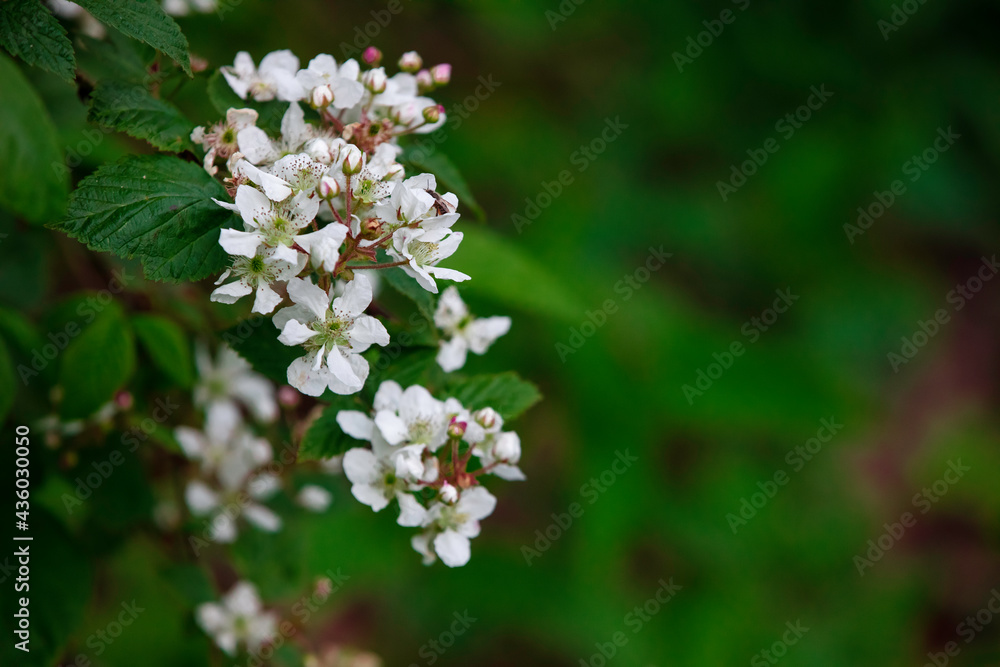 Honeybee gathering nectar from spring Blackberry blossoms Honeybee gathering nectar from spring Blackberry blossoms