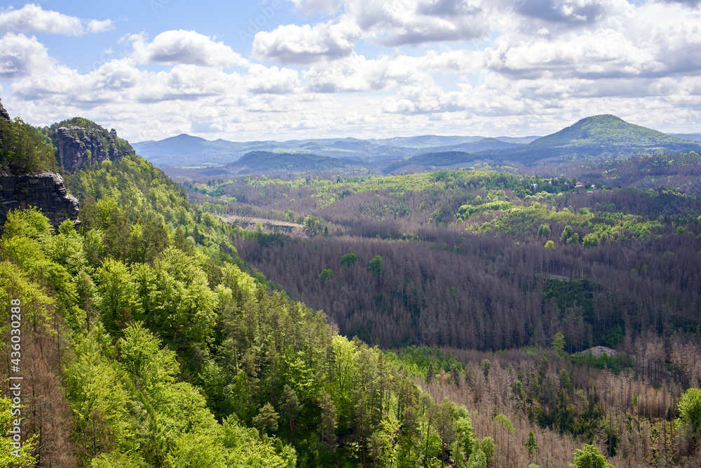 Naklejka premium National park Ceske Svycarsko or Czech Switzerland, with part of the trees destroyed by the bark beetle