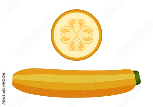 Vegetable marrow  and vegetable marrow slices. Vector graphics on a white background.