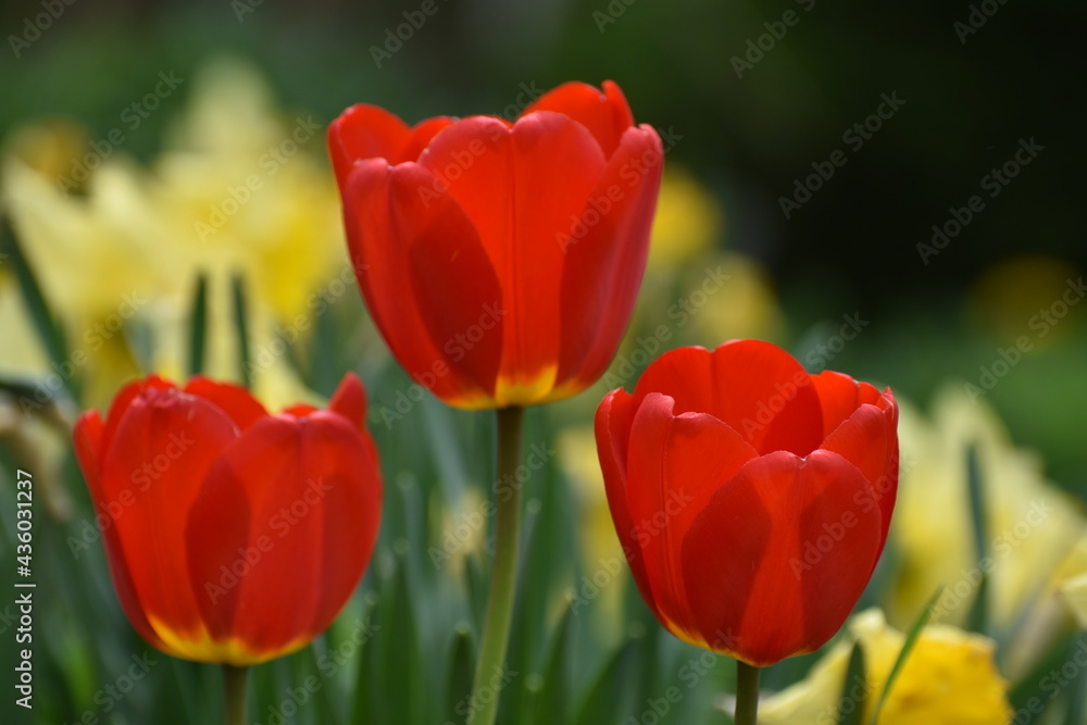 The first tulips in the garden The first tulips in the garden