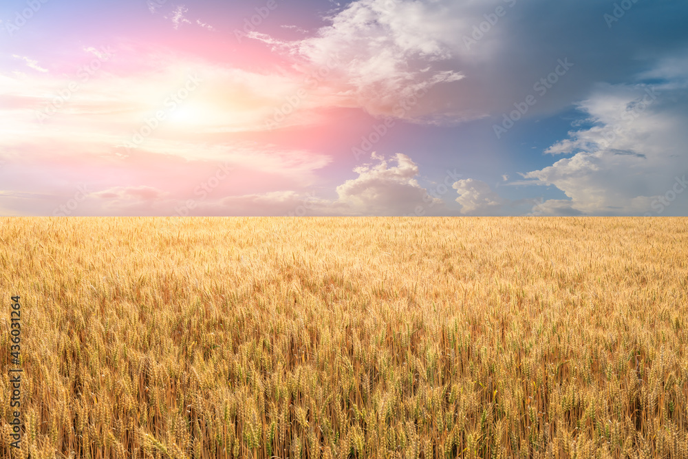 Ripe wheat in farmland field at sunset.