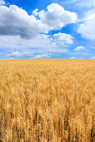 Ripe wheat in the farm field under blue sky.