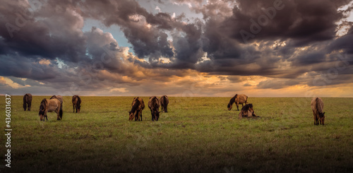 Fototapeta Naklejka Na Ścianę i Meble -  A herd of wild horses, wet after the rain, graze in the meadow, in the evening light of the setting sun