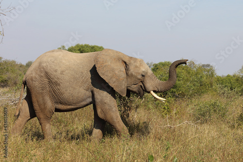 Afrikanischer Elefant   African elephant   Loxodonta africana