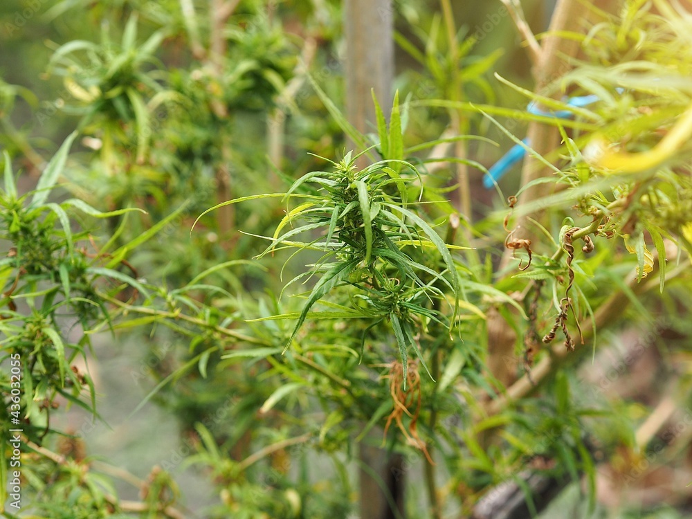 Cannabis plantation growth in natural forest Cannabis plantation growth in natural forest