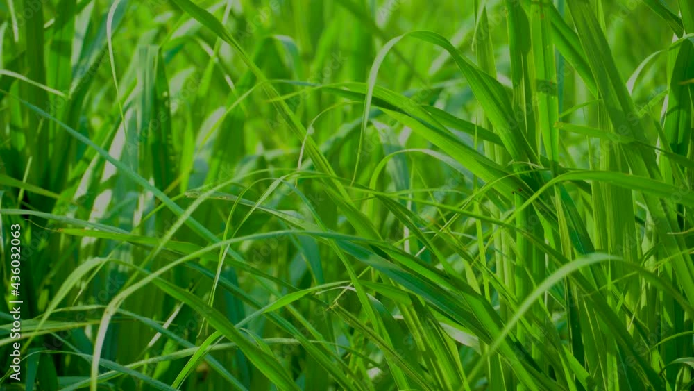 a beautiful plant in paddy field area a beautiful plant in paddy field area
