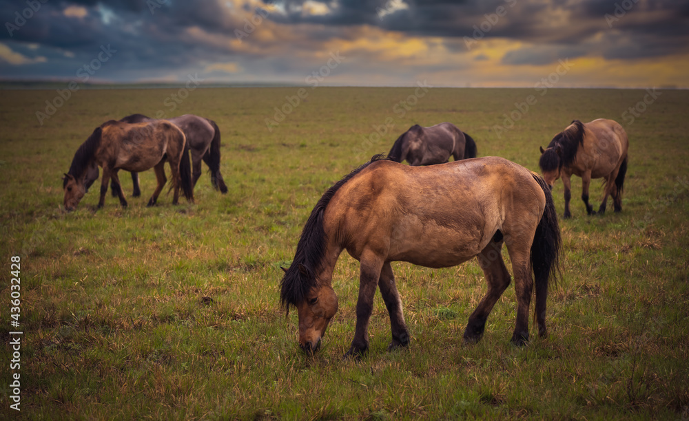 Wild horses after a heavy rain, wet and muddy, graze in a meadow at sunset Wild horses after a heavy rain, wet and muddy, graze in a meadow at sunset