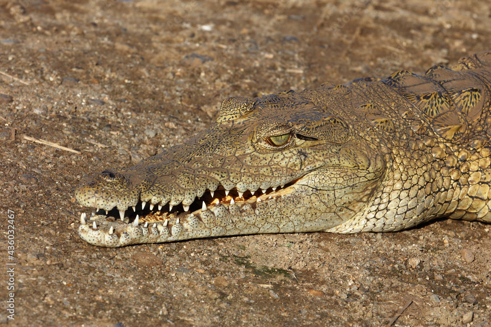 Nilkrokodil / Nile crocodile / Crocodylus niloticus Nilkrokodil / Nile crocodile / Crocodylus niloticus