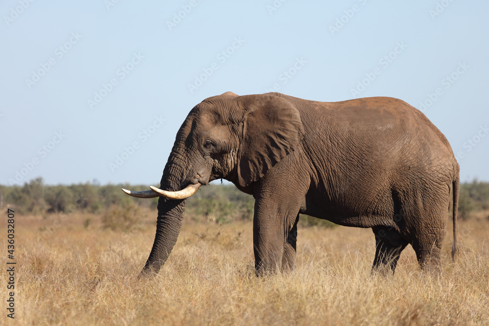 Fototapeta premium Afrikanischer Elefant / African elephant / Loxodonta africana