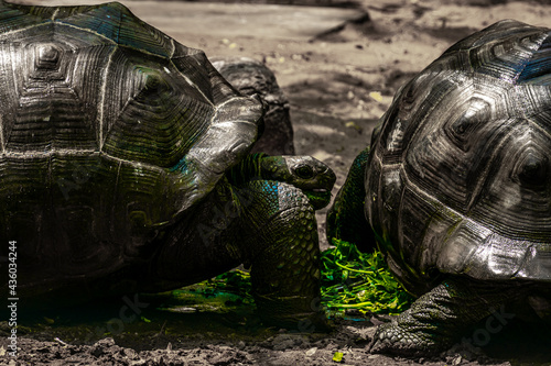 Two Aldabra giant tortoise Living At The Madras Crocodile Bank Trust and Centre for Herpetology, ECR Chennai, Tamilnadu, South India photo