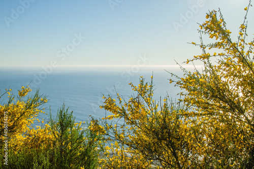 Common broom yellow flowers blooming  in the atlantic coastline