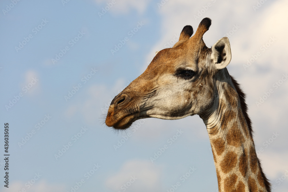 Obraz premium Giraffe / Giraffe / Giraffa Camelopardalis