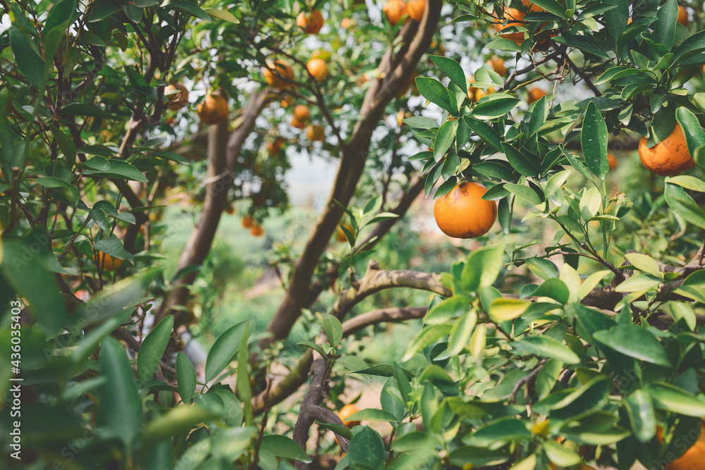 Ripe and fresh tangerine oranges hanging on branch, orange orchard. Bunch of ripe oranges hanging on a tree. Ripe and fresh tangerine oranges hanging on branch, orange orchard. Bunch of ripe oranges hanging on a tree.