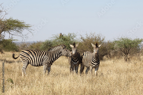 Steppenzebra   Burchell s zebra   Equus burchellii