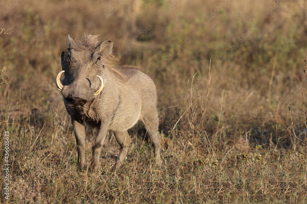 Warzenschwein und Rotschnabel-Madenhacker / Warthog and Red-billed oxpecker / Phacochoerus africanus et Buphagus erythrorhynchus Warzenschwein und Rotschnabel-Madenhacker / Warthog and Red-billed oxpecker / Phacochoerus africanus et Buphagus erythrorhynchus
