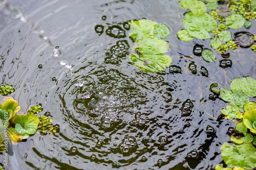 Air bubbles on the water surface in the fish pond from filling with clean water. Rinse the water in the fish pond after cleaning and add new water. Ideas for maintaining and cleaning fish pond water.