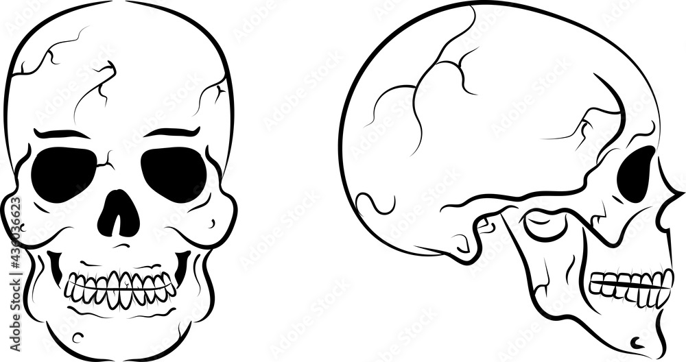 skull with cracks on his head. profile and full-back. Vector illustration skull with cracks on his head. profile and full-back. Vector illustration