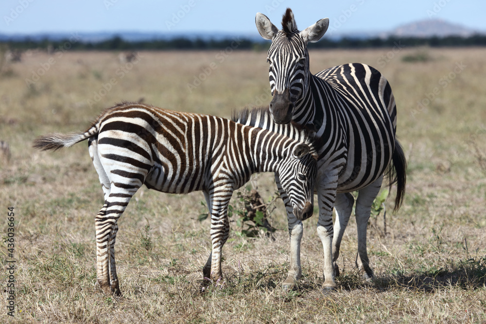 Steppenzebra / Burchell's zebra / Equus burchellii.... Steppenzebra / Burchell's zebra / Equus burchellii....