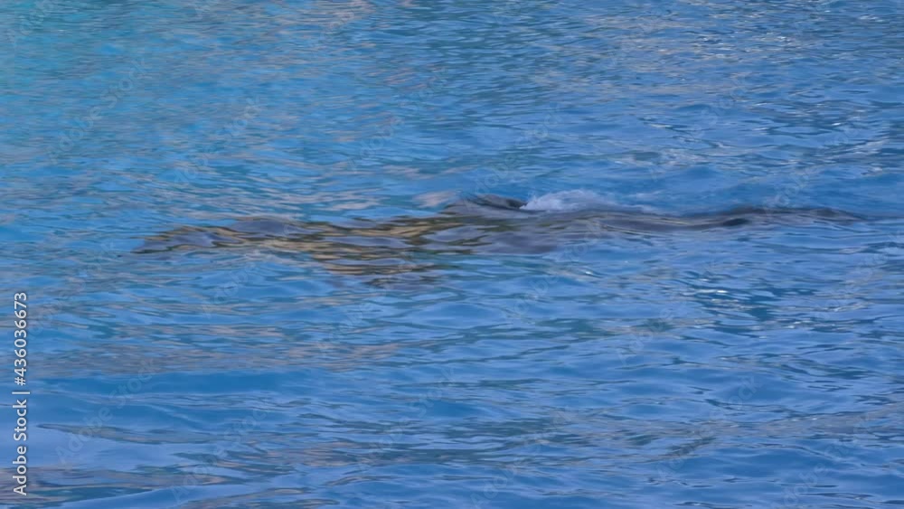 Killer whale close up in blue water Killer whale close up in blue water