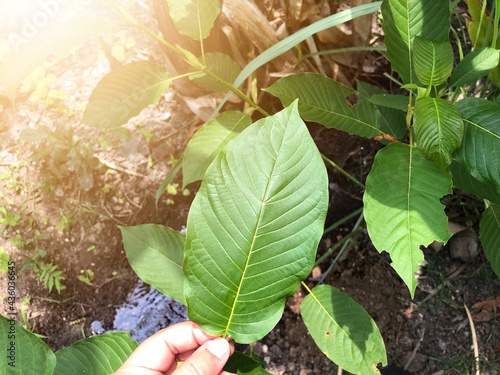 Mitragyna speciosa Plant in natural wild photo