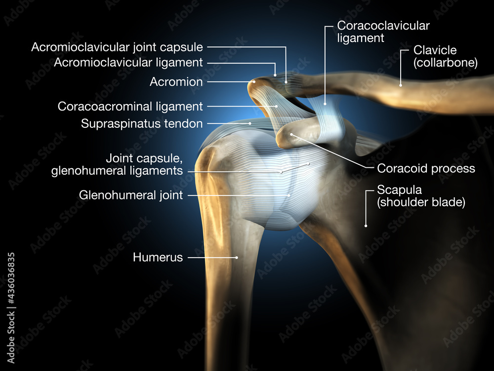 Shoulder joint, glenohumeral joint, medical 3D illustration Stock