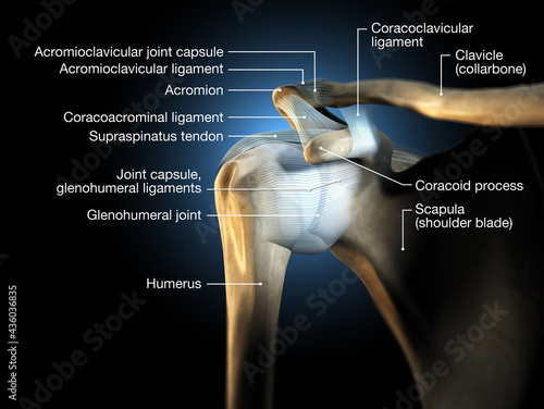 Shoulder joint, glenohumeral joint, medical 3D illustration photo