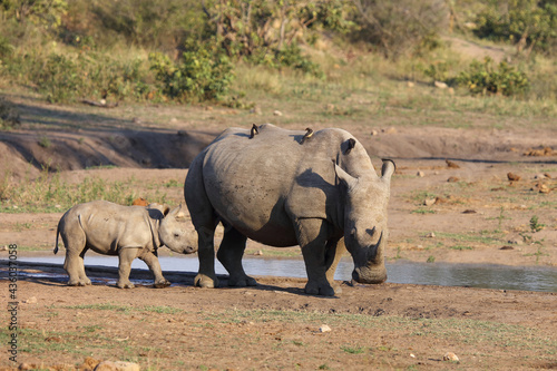 Breitmaulnashorn und Rotschnabel-Madenhacker   Square-lipped rhinoceros and Red-billed oxpecker   Ceratotherium Simum et Buphagus erythrorhynchus..