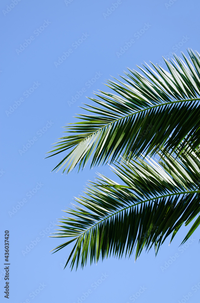 Background of nature green palm leaf on tropical beach with bokeh sun light against blue sky. Copy space of summer vacation and business travel concept. Background of nature green palm leaf on tropical beach with bokeh sun light against blue sky. Copy space of summer vacation and business travel concept.