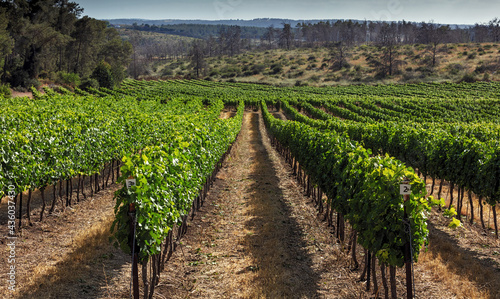 Planting a vineyard near Kibbutz Harel, month of May