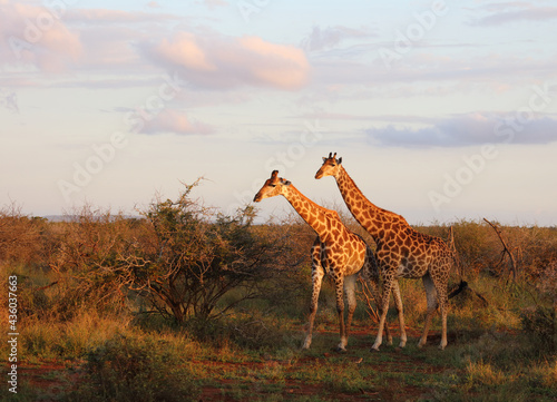 Photography Giraffe / Giraffe / Giraffa camelopardalis