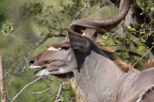 Gro  er Kudu   Greater kudu   Tragelaphus strepsiceros.