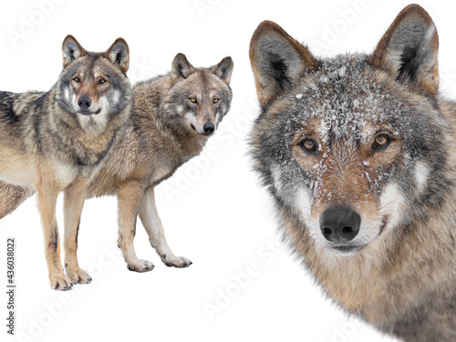 portrait of a wolf against the background of standing wolves
