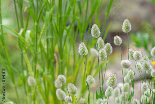 harestail grass ears, Lagurus ovatus photo