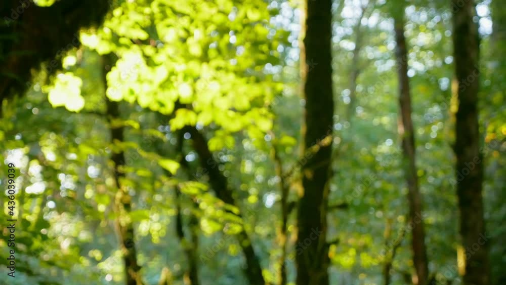 blurred background, rainforest with sunbeams breaking through the foliage blurred background, rainforest with sunbeams breaking through the foliage