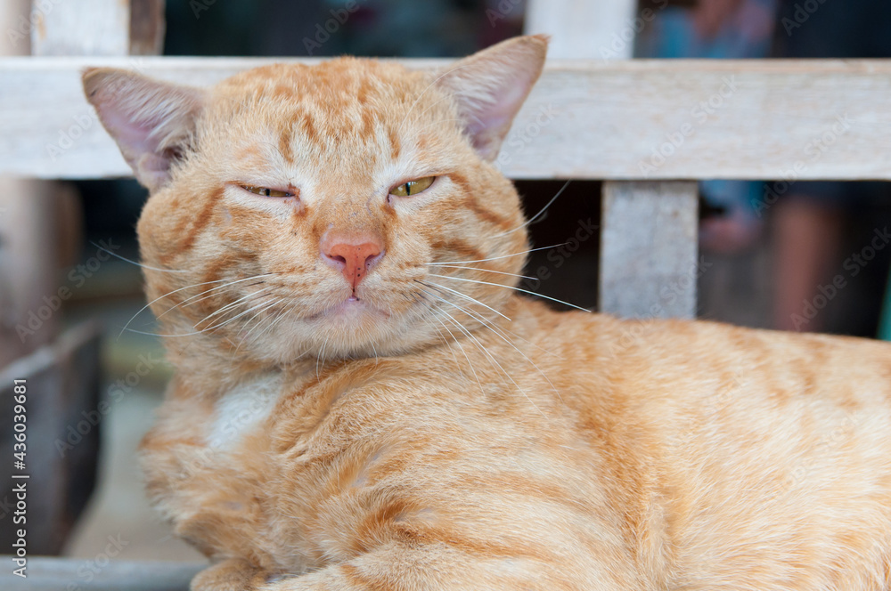 Sleepy adorable ginger cat try to wake up Sleepy adorable ginger cat try to wake up