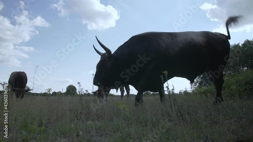 Close up of a wild grazing Tauros Bull at National Park Maashorst in The Netherlands photo