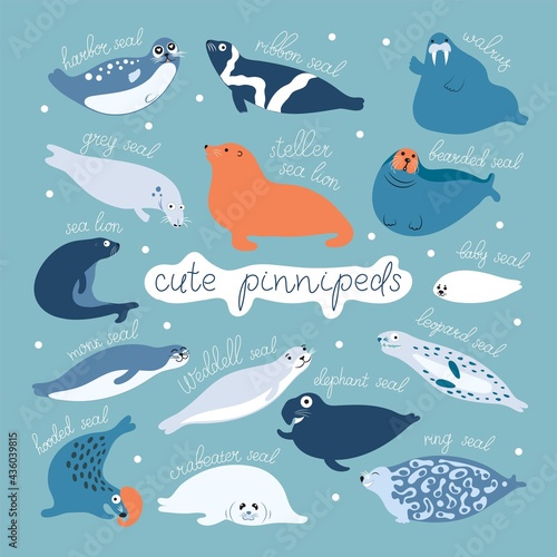 Cute seals or all pinnipeds flat vector graphic