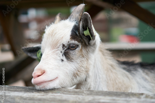 Young Goat on the farm in Amsterdam, Netherlands.  © Travel Photos