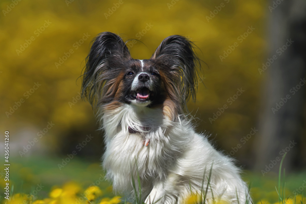 The portrait of a happy white and sable Continental Toy Spaniel (Papillon dog) posing outdoors sitting on a green grass with yellow dandelion flowers in spring
