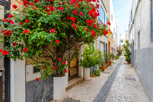 Red flowers and other plants decorating the narrow street of Olhao, Portugal © malajscy