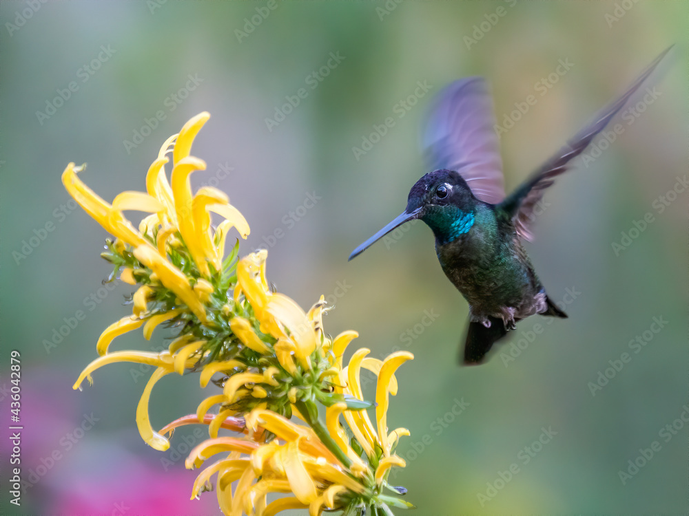 Fototapeta premium Green Violet-ear (Colibri thalassinus) hummingbird in flight isolated on a green background in Costa Rica