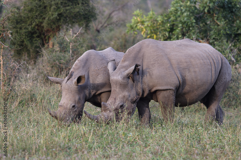 Obraz premium Breitmaulnashorn und Rotschnabel-Madenhacker / Square-lipped rhinoceros and Red-billed oxpecker / Ceratotherium Simum et Buphagus erythrorhynchus