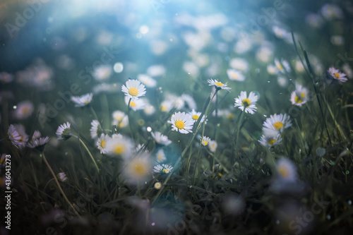 Summer meadow with daisies, natural treasures. Green witch background