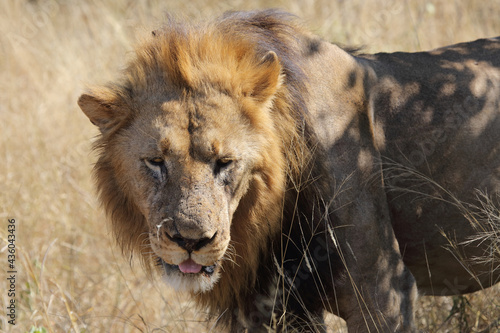 Afrikanischer L  we   African lion   Panthera leo.