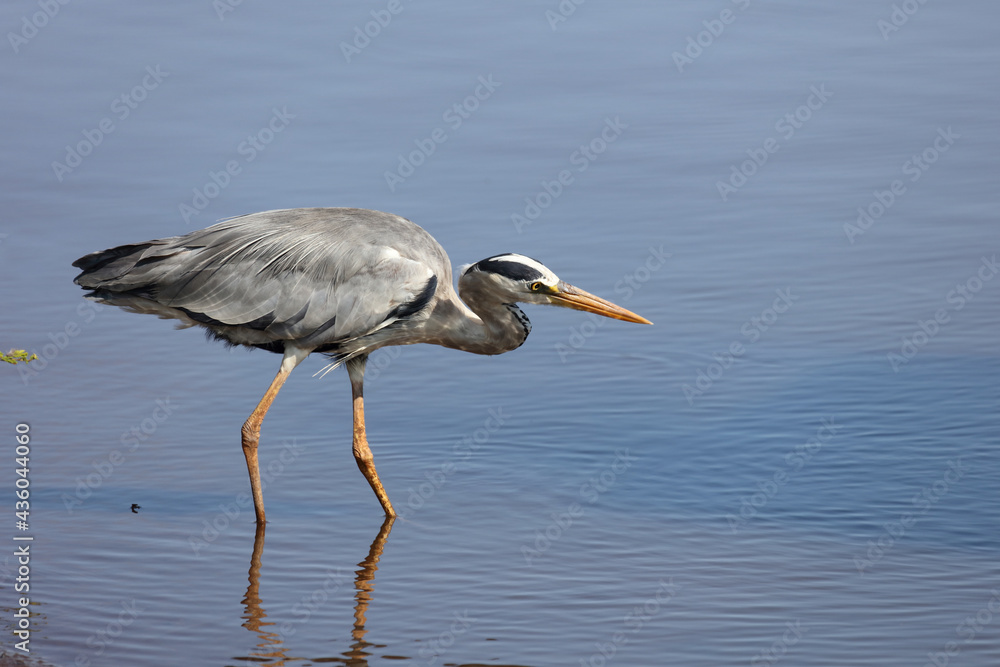 Obraz premium Afrikanischer Graureiher / Grey heron / Ardea cinerea