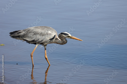 Afrikanischer Graureiher / Grey heron / Ardea cinerea © Ludwig