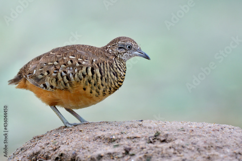 close up of Barred Buttonquail, little camouflage brown bird standing on sand dune at its habitat of tapioca plantation farm